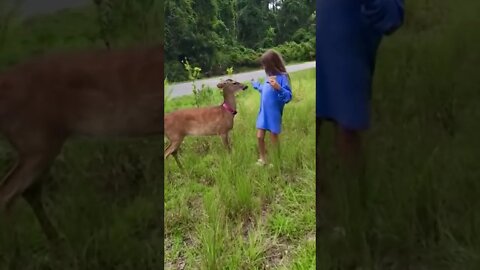 This deer wasn’t having it 😂#crazyvideo #shorts #deer #wildlife