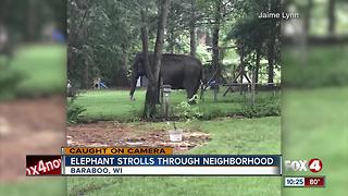 Elephant Strolls Through Neighborhood