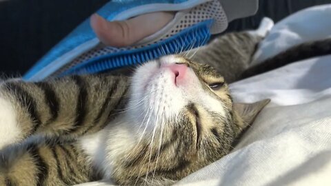 Lazy Kitten Loves Being Brushed