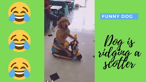 Funny Dog Video, Dog is riding on a scotter