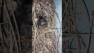 Two little finches, mom is squawking