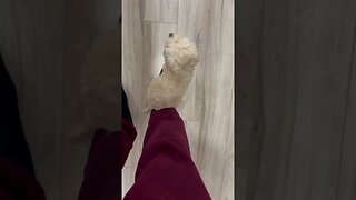 Cockapoo puppy protecting my foot