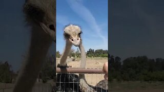 Cute ostriches [MUST SEE!] #shorts