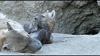 Baby hyena struggles to stay awake while lying belly up next to mommy