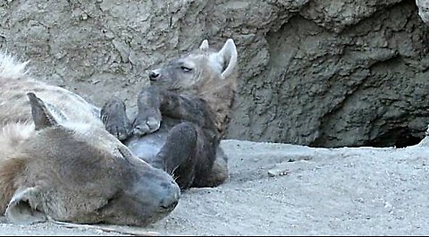 Baby hyena struggles to stay awake while lying belly up next to mommy