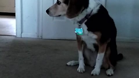 Dog screams in excitement upon owner's arrival