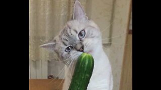 Quem disse que todo gato tem medo de pepinos?