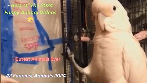 #2 Funniest Animals 2024 - Best Of The 2021 Funny Animal Videos 😁 - Cutest Animals Ever