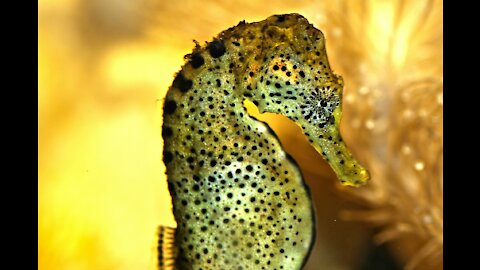SEAHORSE | WHAT DO YOU KNOW ABOUT THEM?