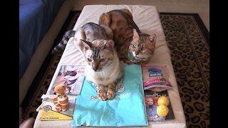 Pet Treater Monthly Mystery Bag for Cats Review - September 2020