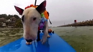 Paddle Boarding Pups