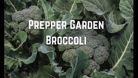 Prepper Garden: Grow Broccoli