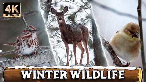Pacific Northwest Winter Wildlife [4K Ultra HD]