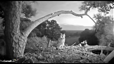 Evening Great Horned Owl Visit-Cam Two 🦉 01/19/23 18:07