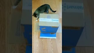 Cat in a Box Surprise