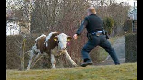 Firefighter chased by a cow, funny video