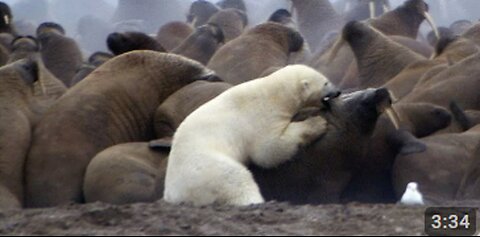 Polar Bear vs Walrus A Battle of Arctic Titans