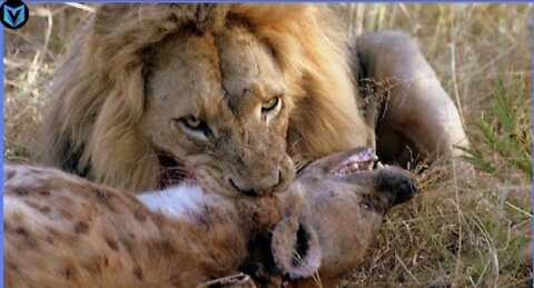15 most incredible lion attacks captured on camera!