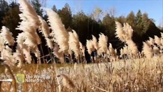 Feeling the cool November wind during a nature walk