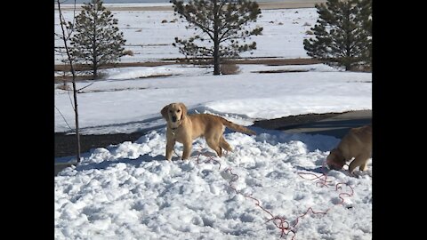 Golden retriever puppies digging in the snow.