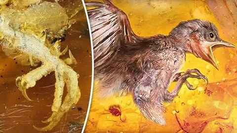 100 MILLION Year Old BABY BIRD Found Trapped In Amber