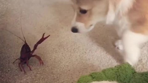 Silly Corgi Really Wants To Be Friends With Crayfish
