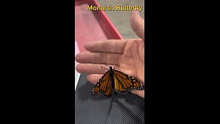 Monarch Butterfly