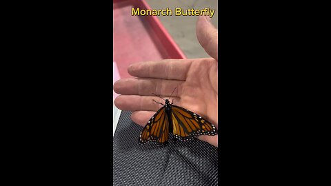 Monarch Butterfly