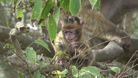 Baby Monkey Eating Fruit and Leaves at Gibraltar