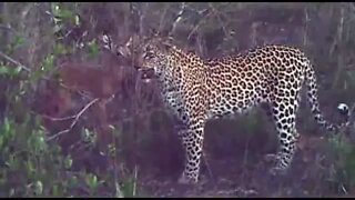 Leopard Catches Impala: Real First Hand Footage!!!!
