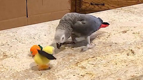 Einstein the Talking Parrot goes to battle against evil!