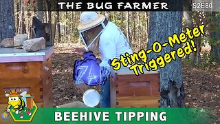 Tipping The Beehive - Tipping the hives to check weight and determine winter stores. Winter feeding.