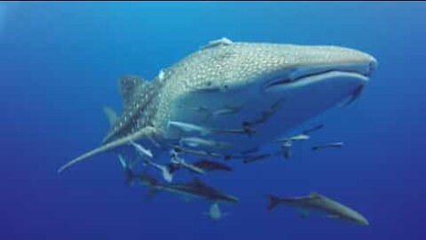 Huge whale shark swims with divers