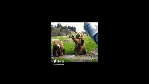 Friendly cute 🥰 bears