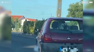 Goat seen with passengers taking a ride in car