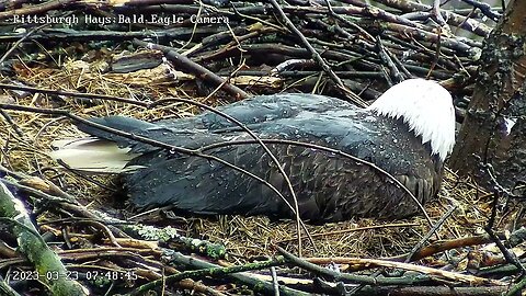 Hays Eagles Mom is Startled by Thunder 32323 748AM