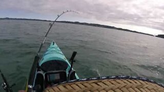 Fisker i kajakk dratt av hai