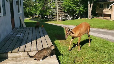 My Cat Fighting With A Wild Deer