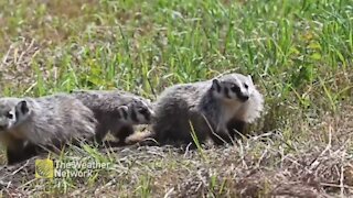 Not one, but four adorable badgers crawl from den and scurry down road