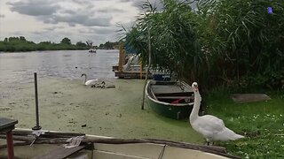 Heißer Sommer in Loitz Familie Schwan am Amazonas de NordensEtwas Natur tut der Seele gut.