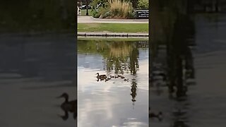 Ducklings