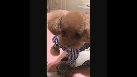 @Shorts Amazing funny and uniques pet videos @Short 13_Full-HD