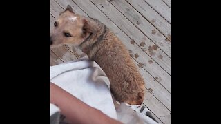 Adorable dog pushes his butt up to towel to dry off