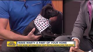 Pet of the week: Marty is an energetic Lab puppy
