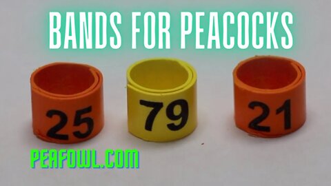Bands for Peacocks, Peacock Minute, peafowl.com