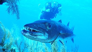 Giant barracuda poses for video and then flashes teeth