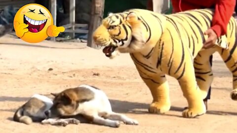Funny Troll Prank for Dogs, Fake Lion and Tiger Prank for Dogs, Huge Box Prank for Dogs