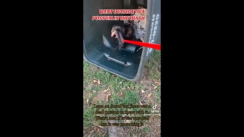 GETTING A POSSUM OUT OF THE TRASH CAN!!! 🗑️