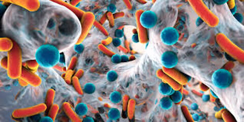 Dissolve NanoBacteria (Nanobacterium sanguineum)