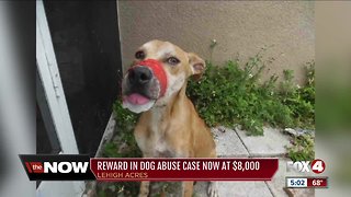 Increased reward on dog found with mouth taped shut in Lehigh Acres